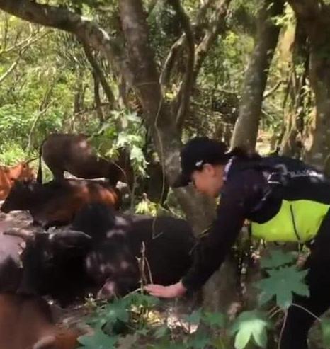 刘嘉玲街头被偶遇,刘嘉玲去动物园看熊猫