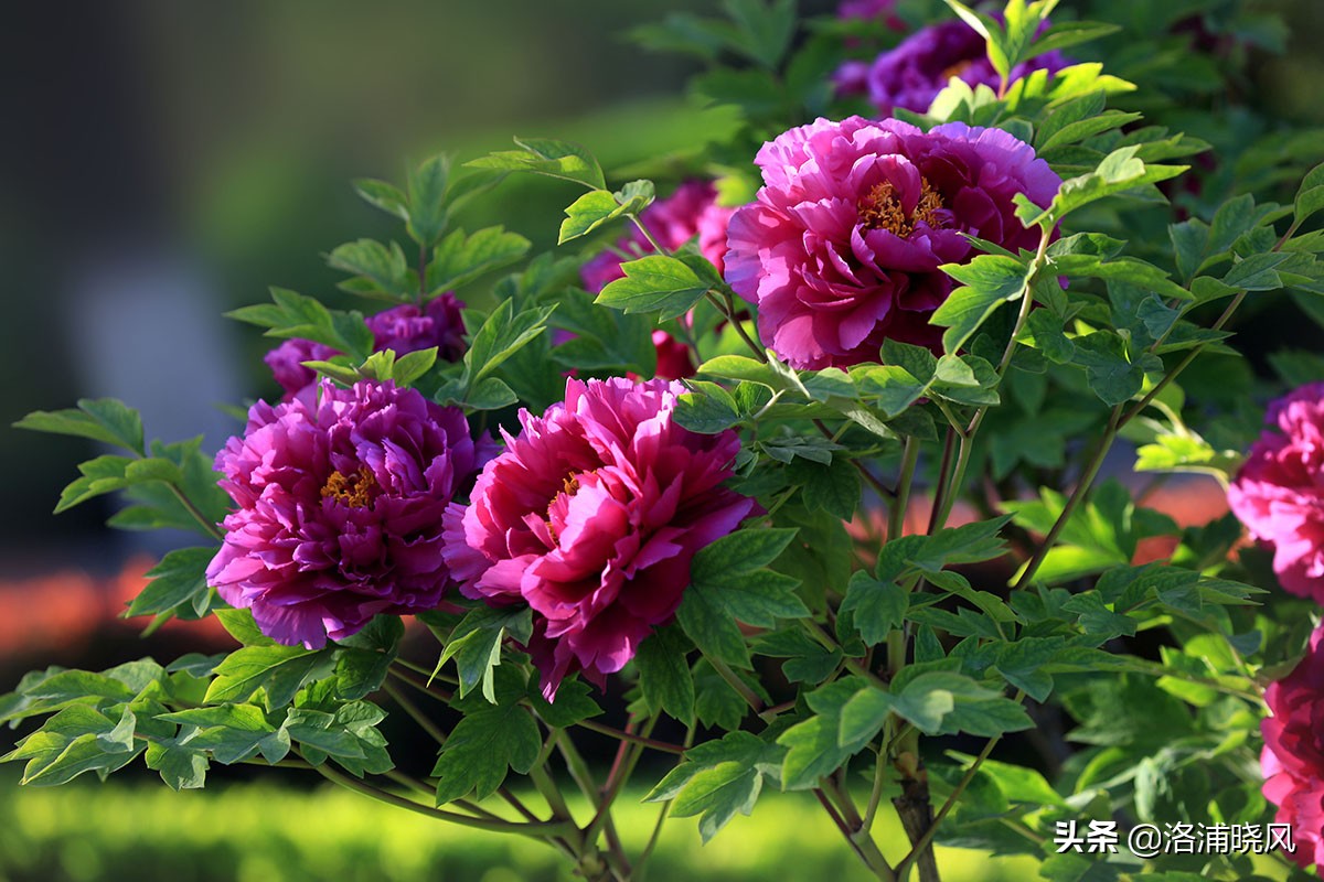 大院绿化的回忆——顺便看看院里的芍药定个究竟有多少种？