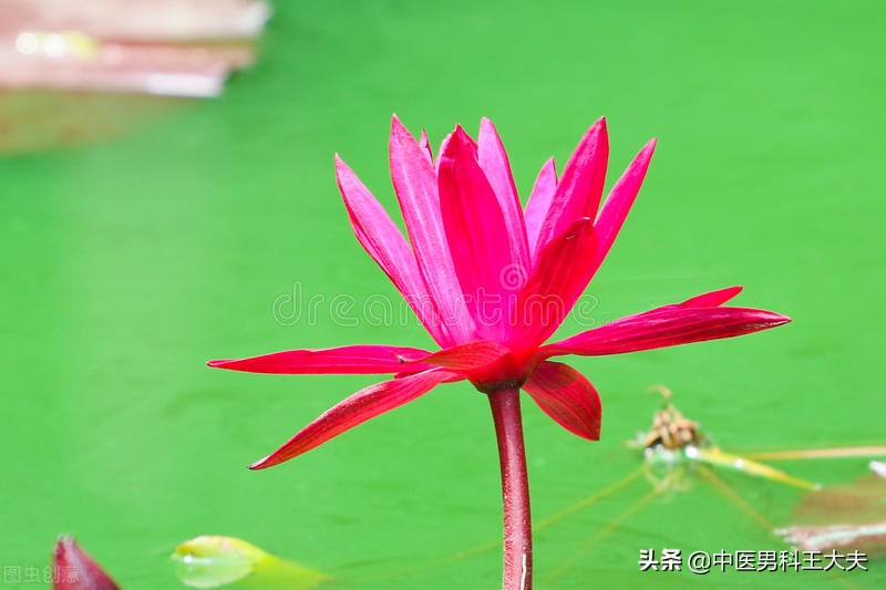 脾肾阳虚脉象沉,脾阳虚寒湿盛心阴不足