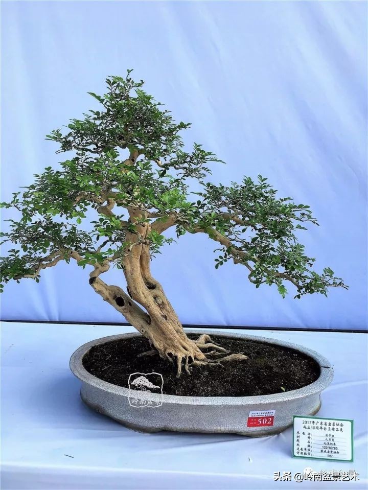 骞哥涔呬箙鐢滅敎铚滆湝,骞哥涔呬箙