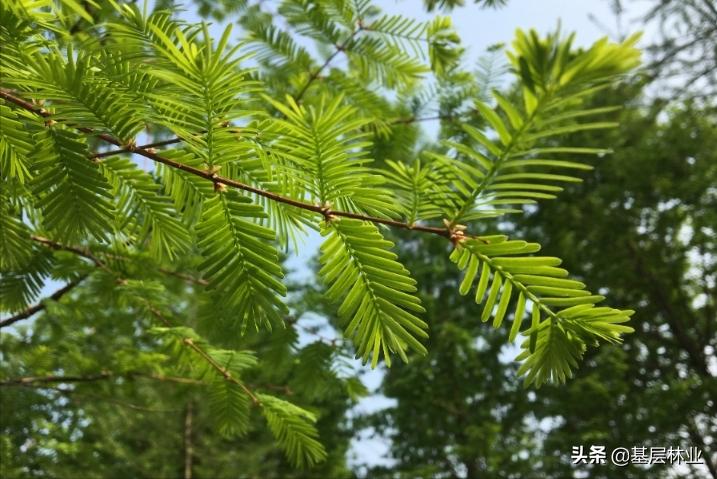 水杉树是不是一级保护植物,杉木属里有水杉吗