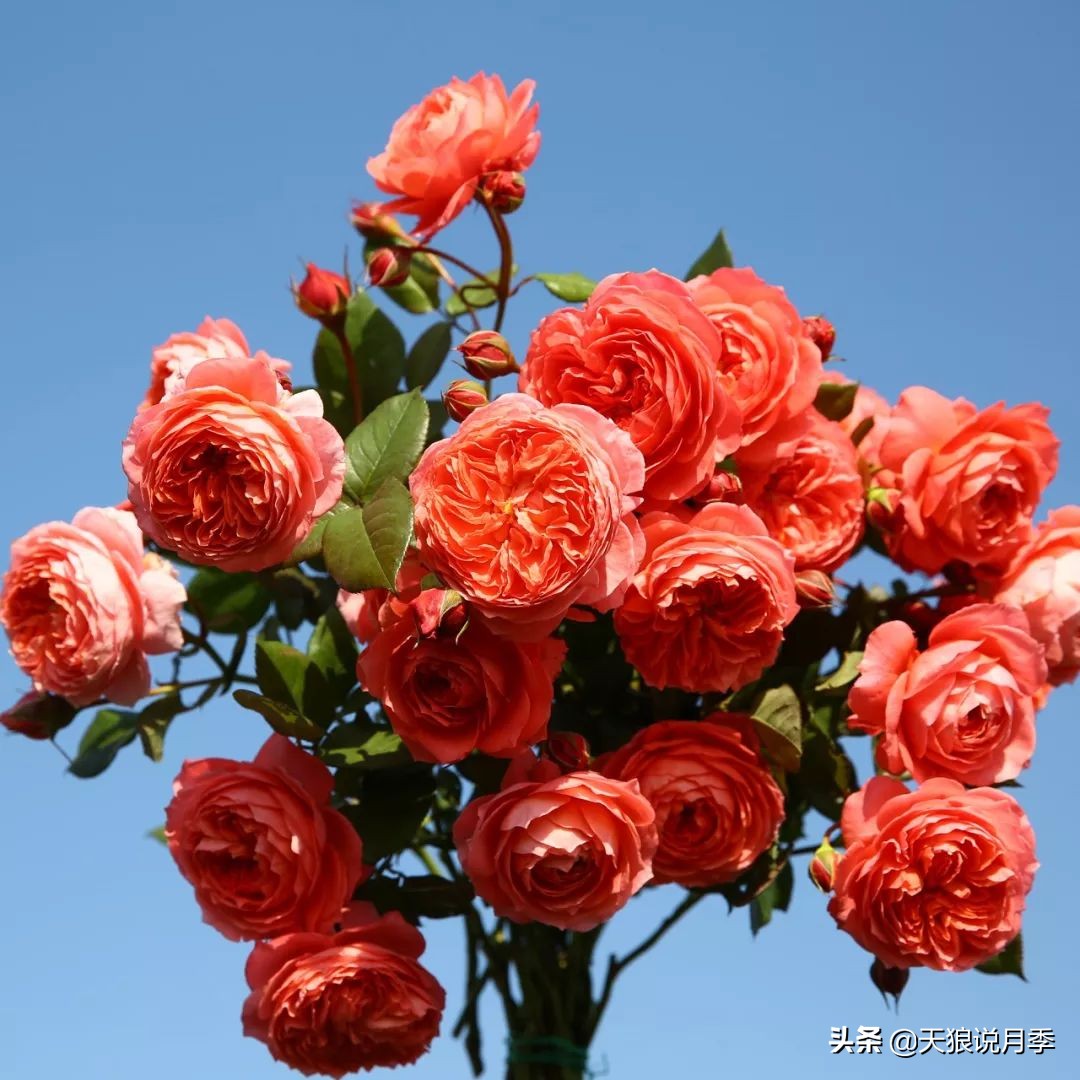 4月最浪漫的一次花开，是171个低价月季小苗带来的巅峰时刻！