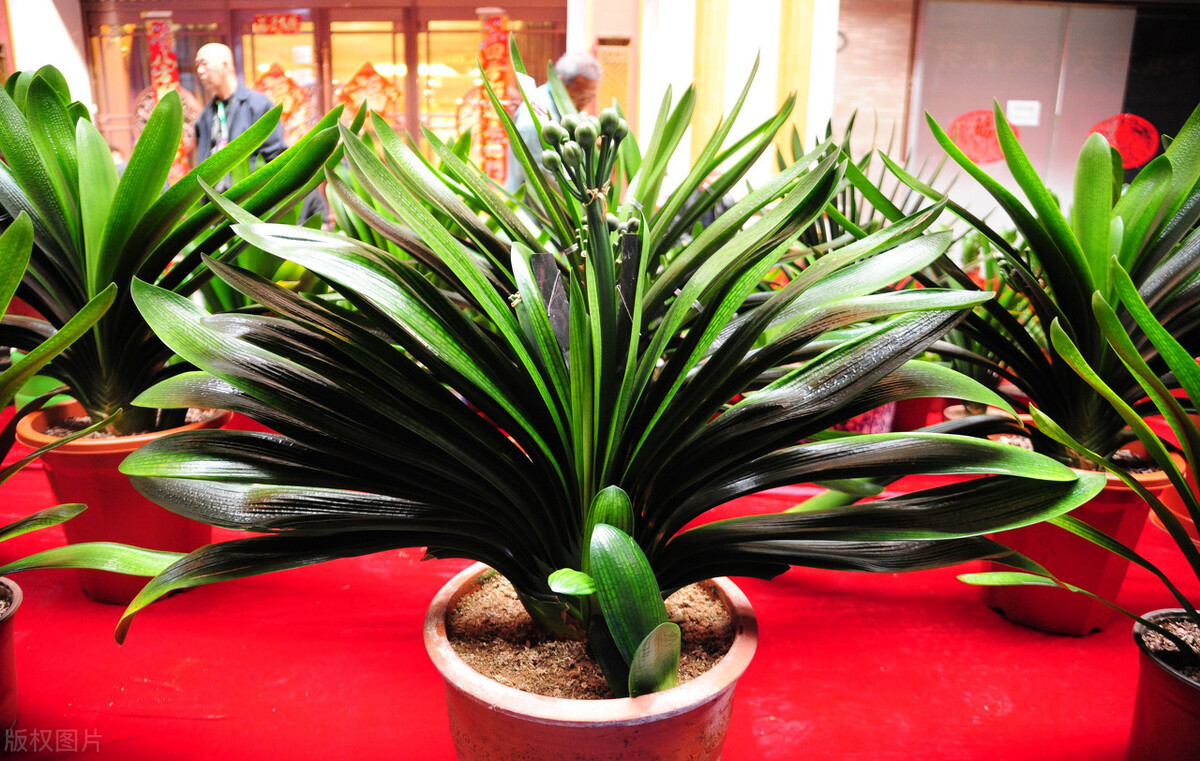 君子兰夏天的养殖方法和技巧,君子兰如何度夏最好养