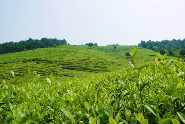 全国十大名茶旅游地,中国十大茶旅