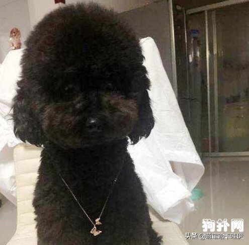 黑色泰迪褪色后什么样,黑色泰迪多大开始褪色