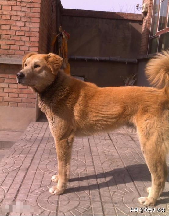 土狗分为哪三种狗品种呢,小土狗都有哪种品种的狗