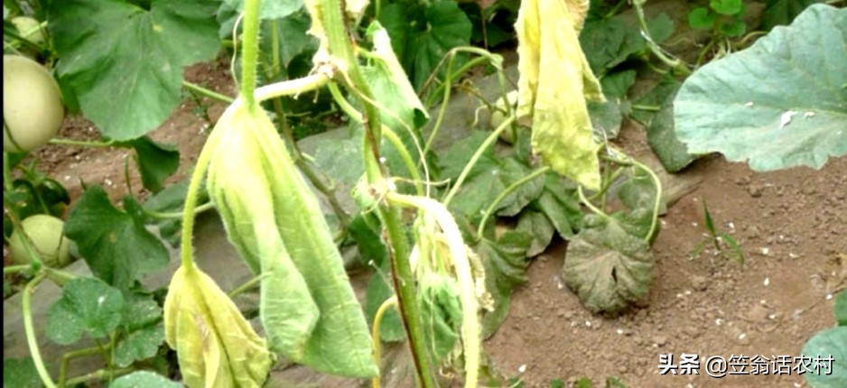 瓜苗出现花打顶怎么办,甜瓜打顶过晚补救的办法
