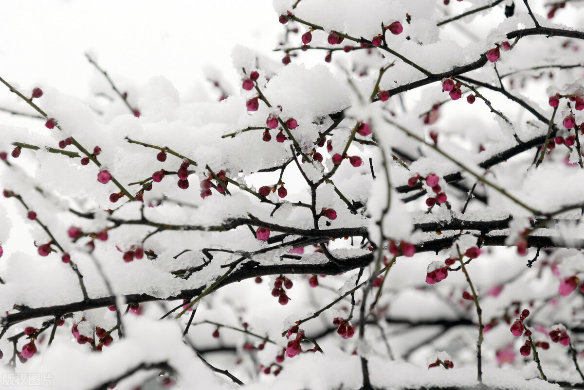 俗语“一九二九不出手”，数九寒天降至，今年过年是几九？会冷吗