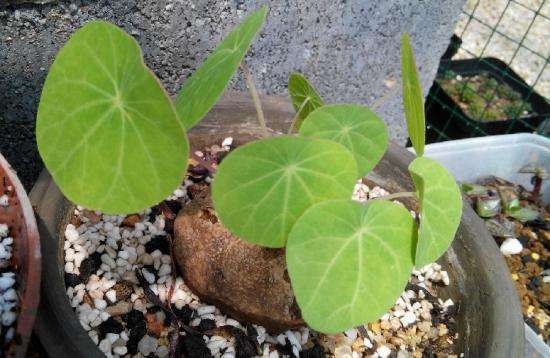 适合养乌龟的绿植,养乌龟绿植推荐