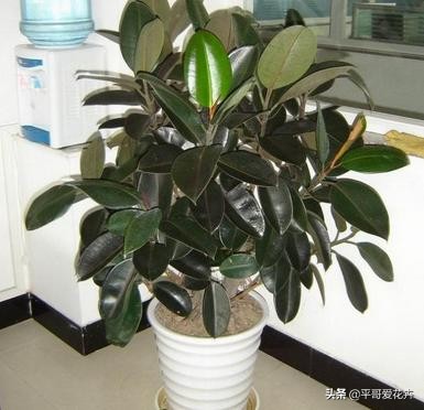 橡皮树叶片耷拉是怎么回事,橡皮树叶子发软下垂怎么回事