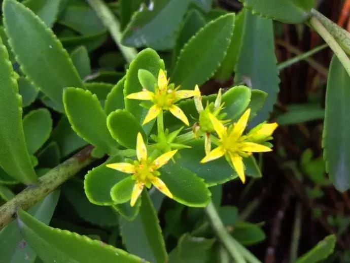 7种多肉植物具有药用价值！你都认识吗？