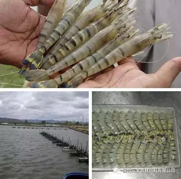 斑节虾是淡水养殖还是海水养殖,微正斑节虾养殖