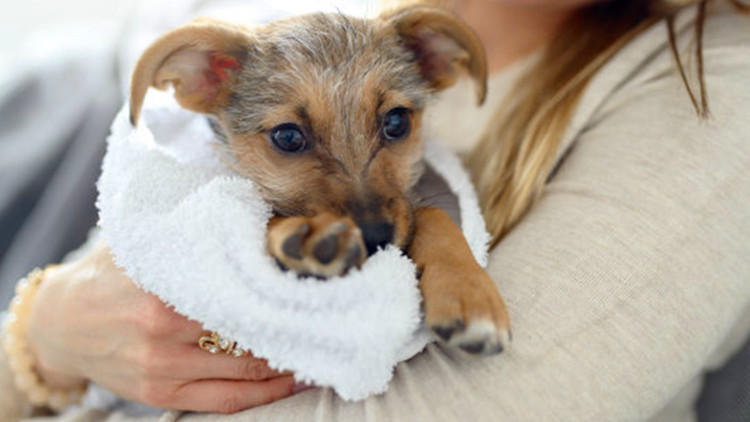 我家狗居然有脚臭！这要怎么办