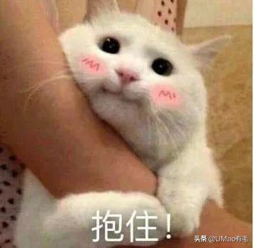 上门喂猫到底怎么样,上门喂猫一般多久一次