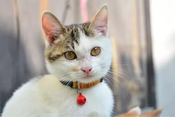 体外驱虫会导致猫咪死亡吗,体外驱虫是杀死蜱虫吗