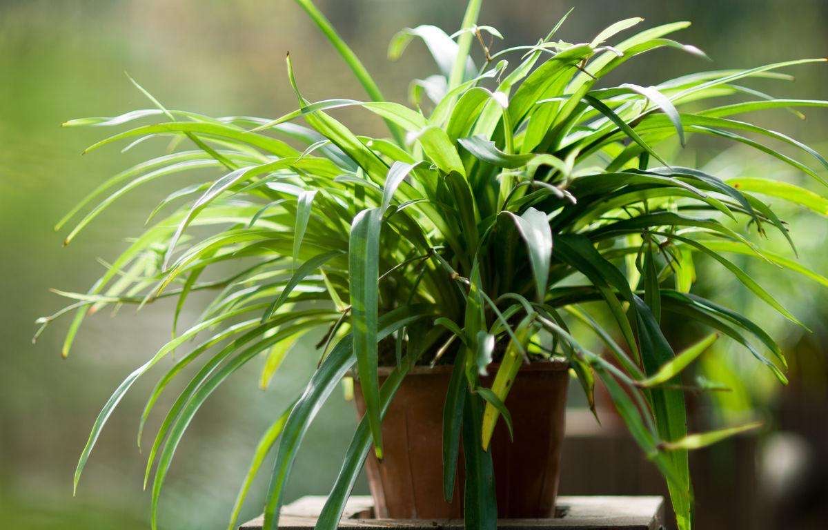 吊兰黄叶干尖怎么回事,吊兰干尖黄叶怎么办