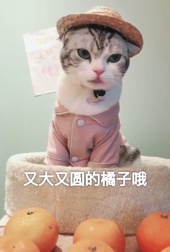 猫咪合照摆摊,猫咪摆摊图片