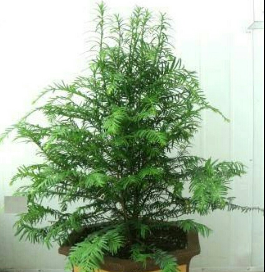 红豆杉黄叶干枝是怎么回事,红豆杉底部黄叶是什么原因