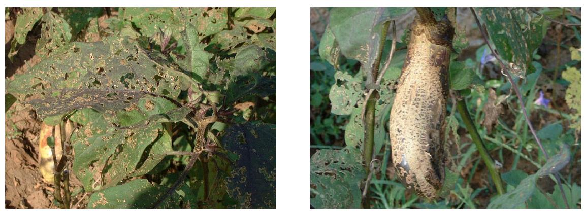 茄子地里有七星瓢虫用什么药杀它,什么杀虫剂能杀瓢虫