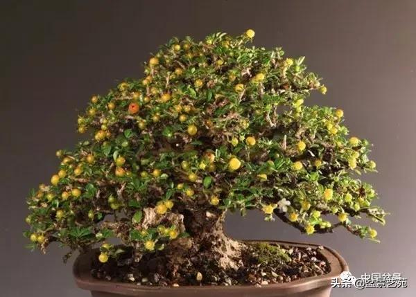 天生好养的36种盆景植物,什么植物盆景适合屋内养