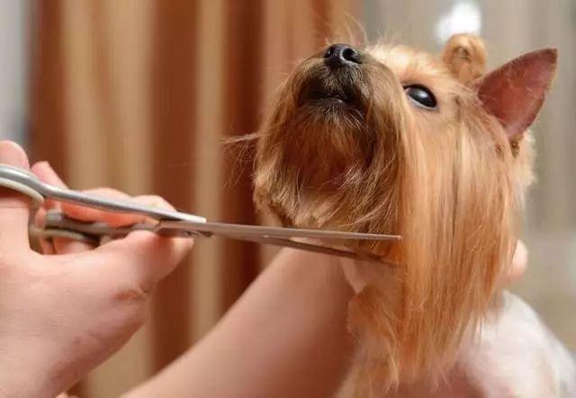 为它心甘情愿花掉一半工资！你们“铲”起千亿市场...