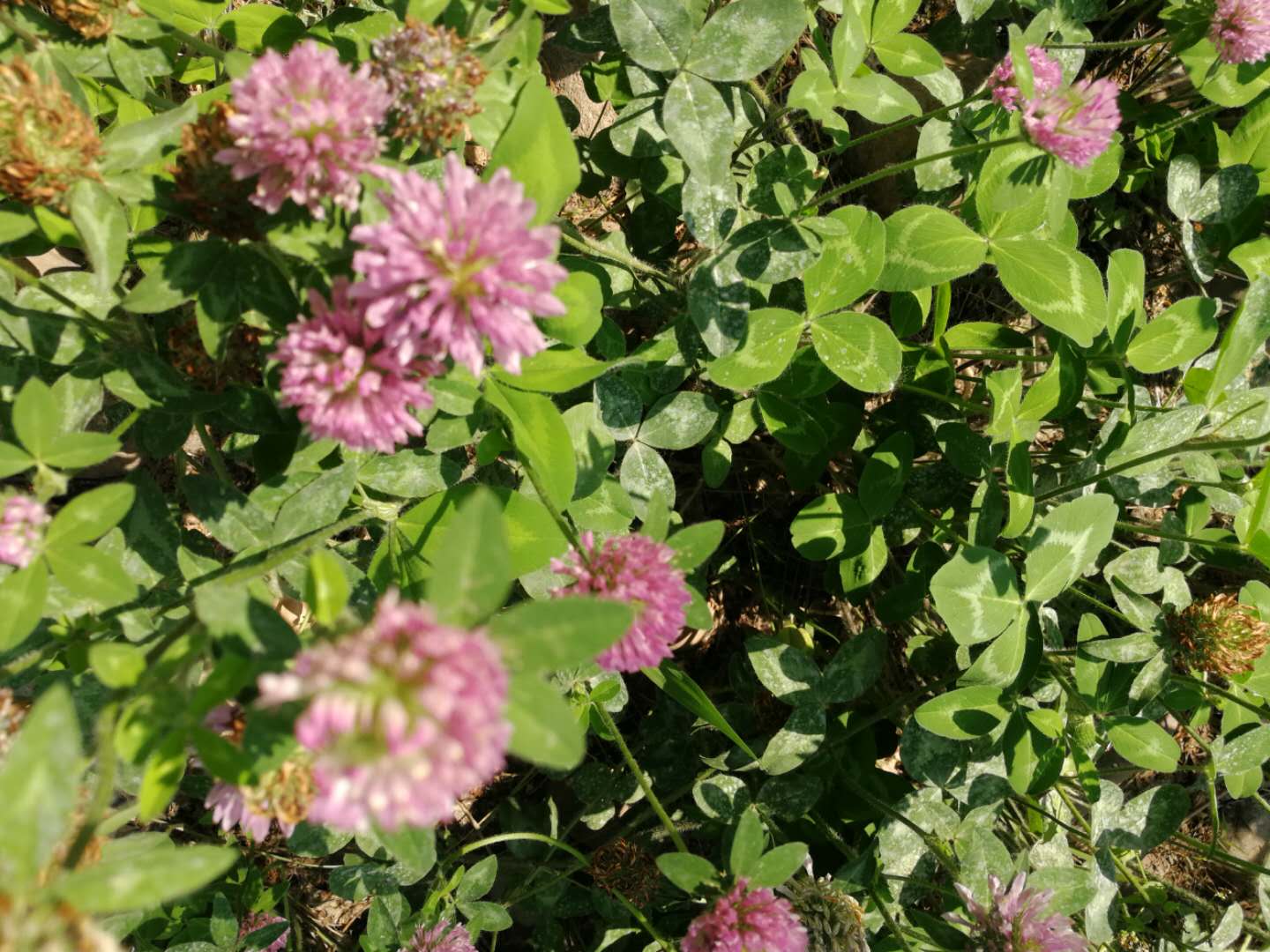 植物百科梧桐树,植物百科香樟树