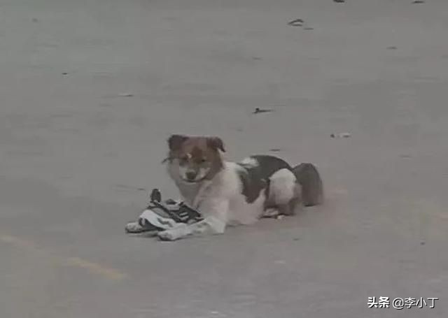 全网通缉的两条狗,全网通缉的狗