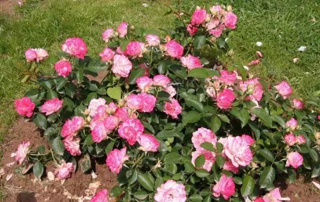 每种玫瑰花代表的意义是什么呢,玫瑰花不同颜色的寓意和花语图片