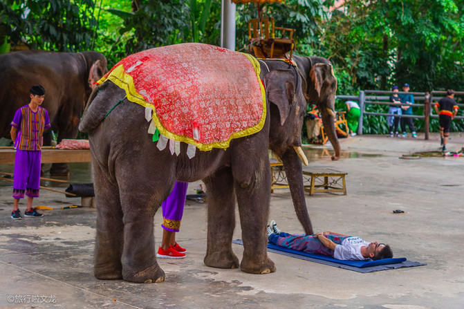 西双版纳曼听公园看大象,西双版纳曼听公园大象体重