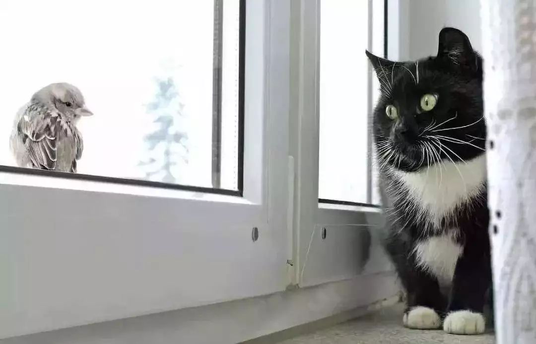 猫突然猝死是什么原因,什么会使猫急性死亡