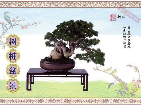 鏍戞々鐩嗘櫙楂樻竻鍥剧墖,姒旀鐩嗘櫙鏍戞々