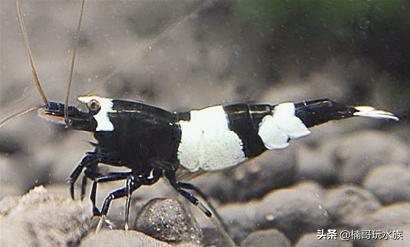 养观赏虾的正确方法和注意事项,适合新手饲养的观赏虾