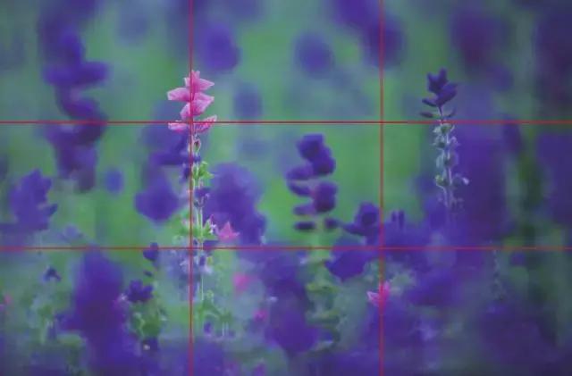 拍摄花卉视频如何构图好看,美术简单花卉图画构图简单