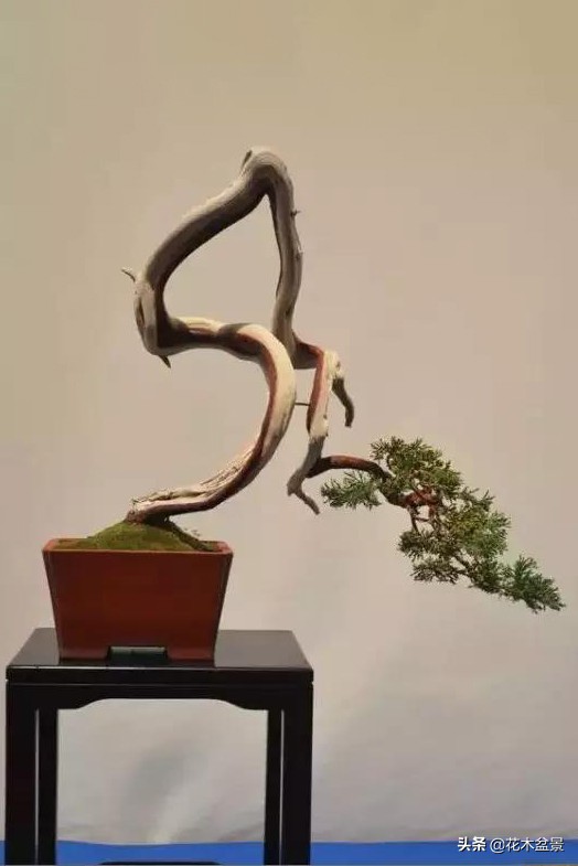 文人树盆景，宣泄一种情绪，吐露一种幽愤