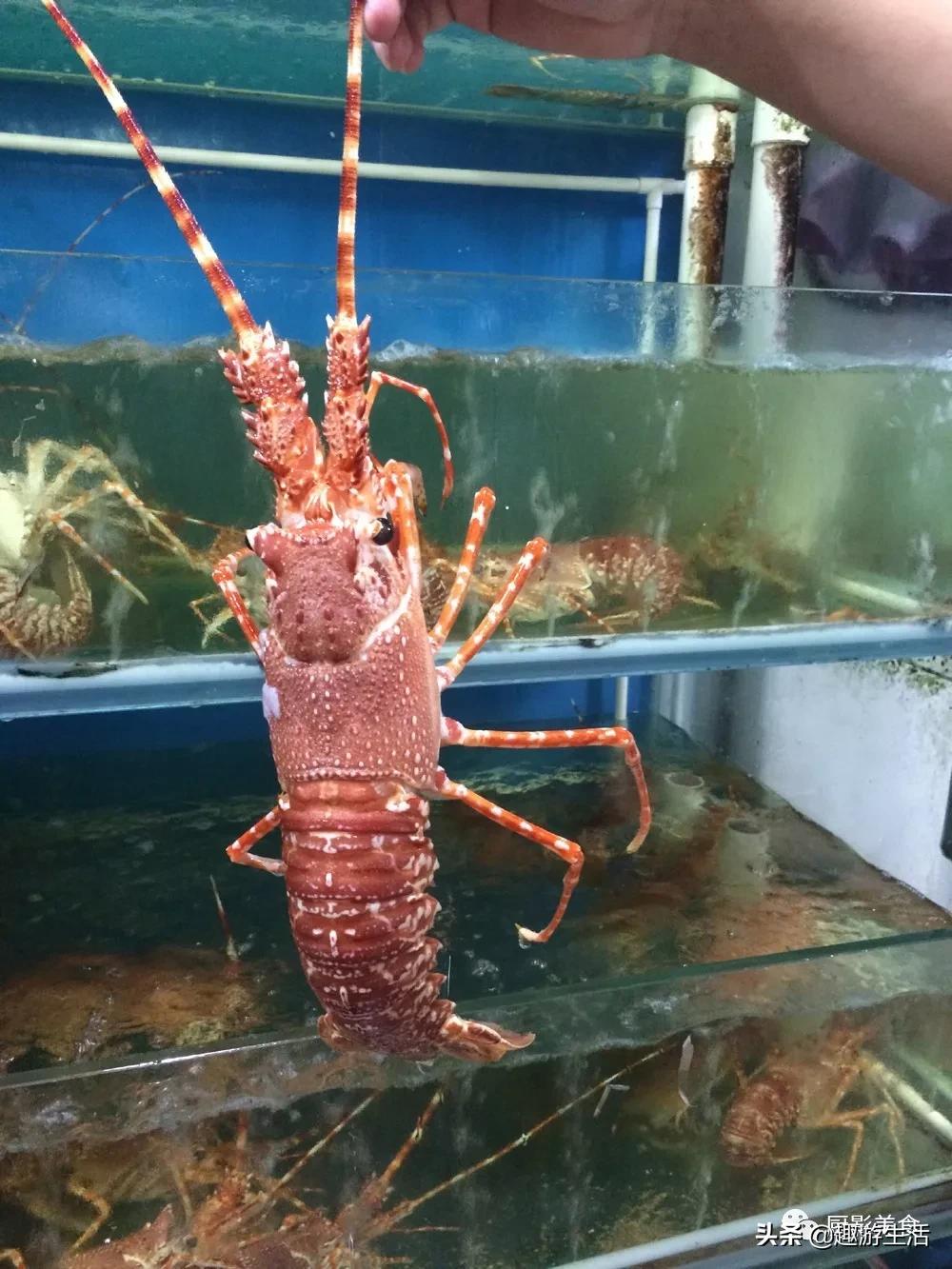 世界上的各种龙虾,世界上最大龙虾