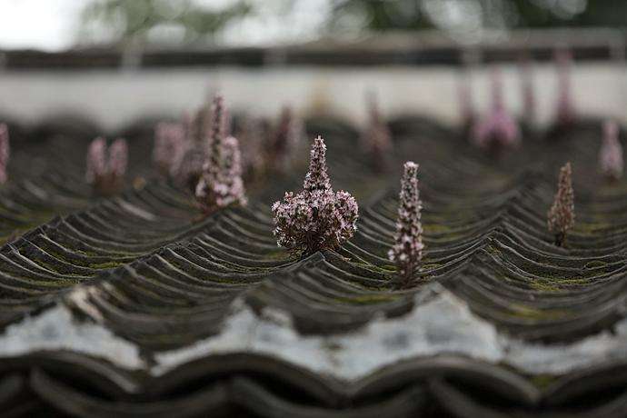 农村瓦片上长的多肉,农村多肉随便养