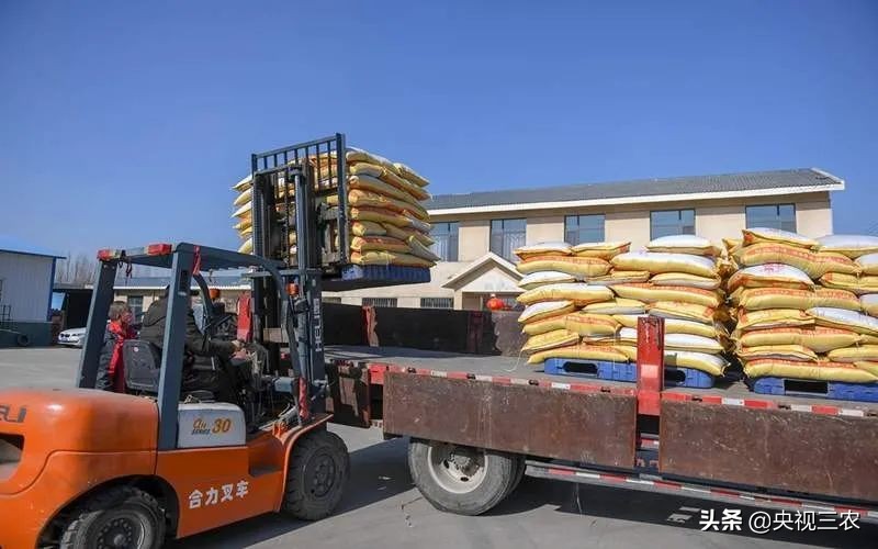 接春的时候应该说什么,接春羔的时候图片