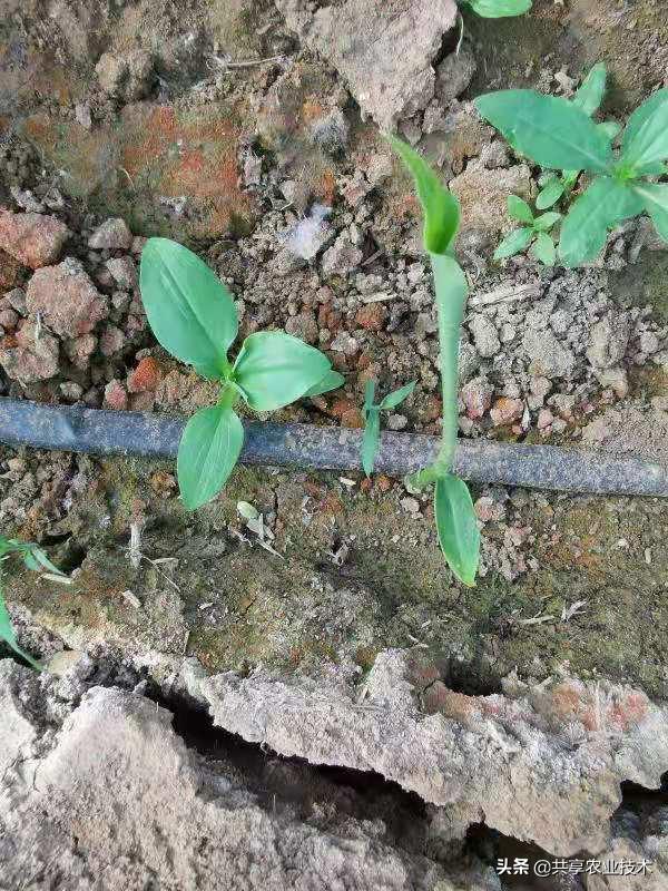 河北行唐:大姜地蜗牛治不治