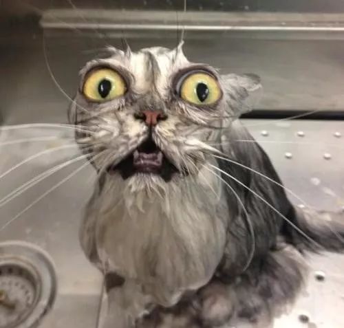 冬天给猫咪洗澡,小狗冬天洗澡注意事项