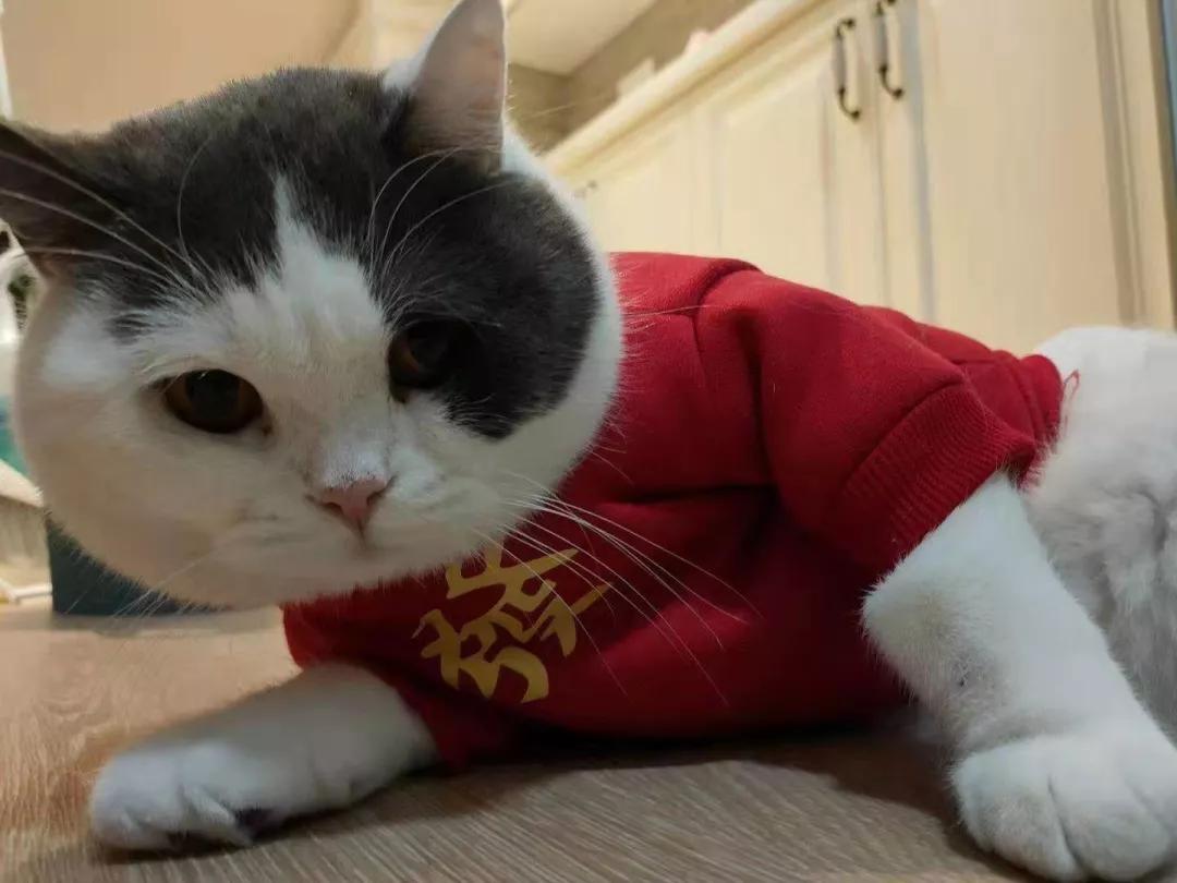 喂猫一个月开销,喂猫一次喂多少