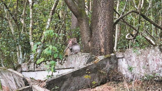 大王叫我来巡山野猴,大王叫我来巡山猴哥
