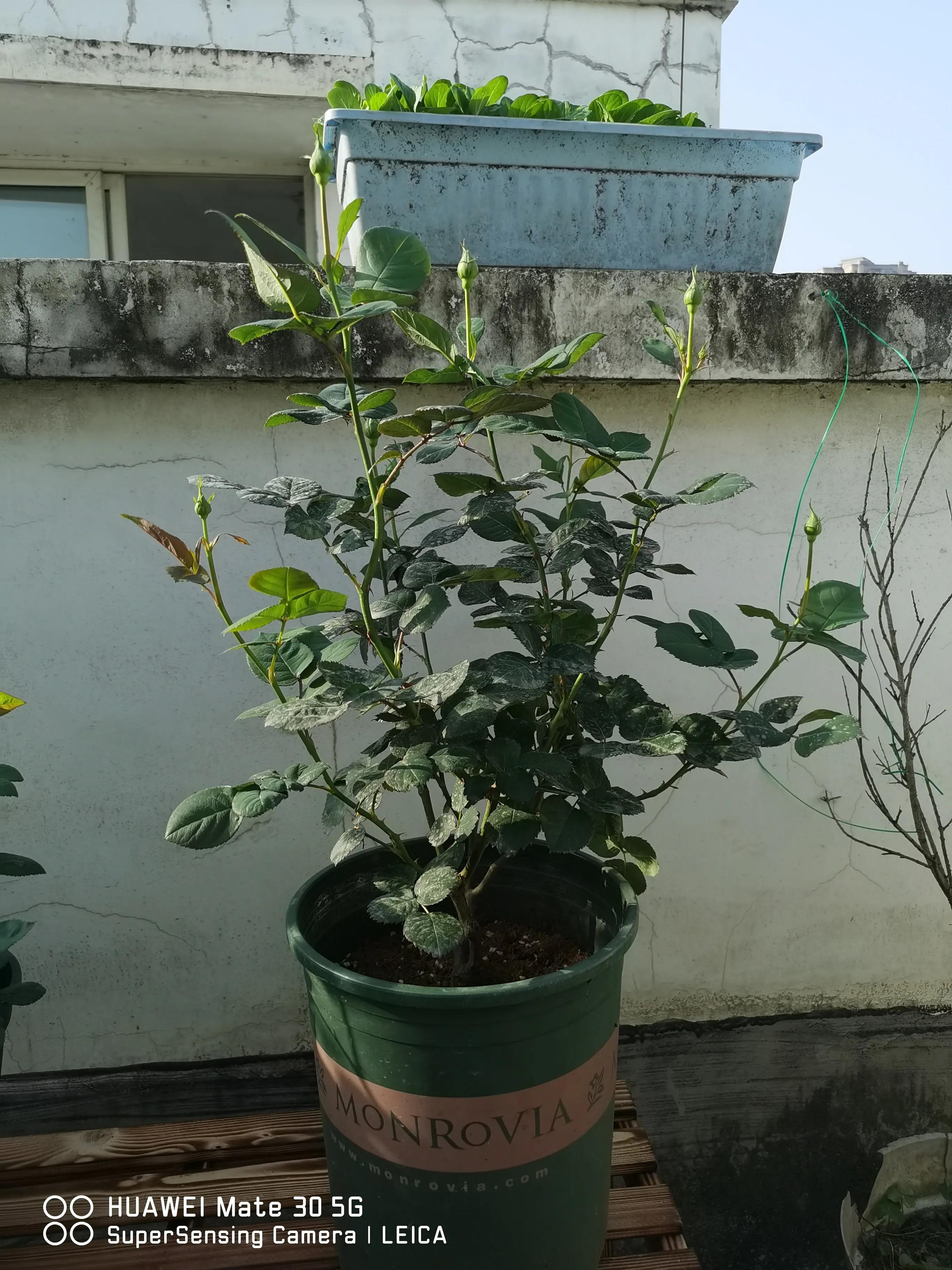 闲鱼买花有骗局吗,闲鱼上卖花好卖吗