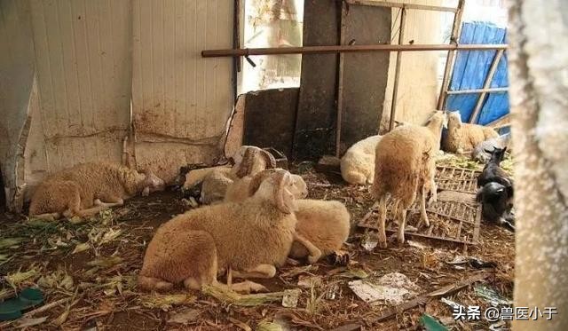 怀孕母羊突然不肯吃食了,母羊临产前不下奶