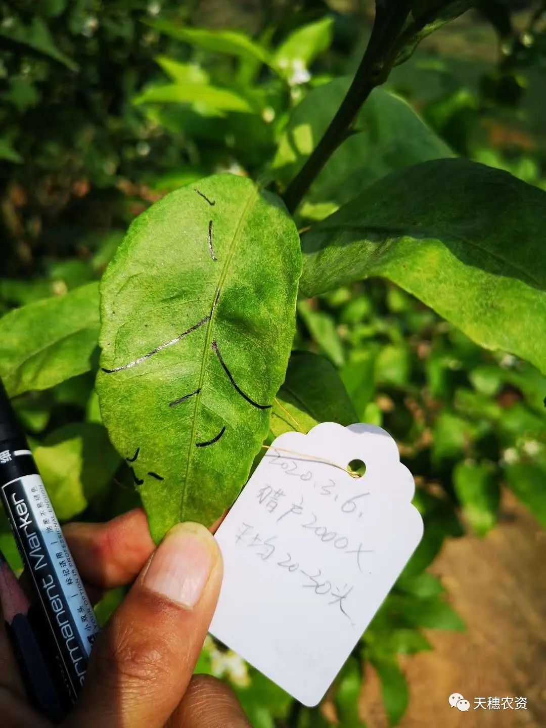 猎护杀虫剂打虫吗,猎护农药