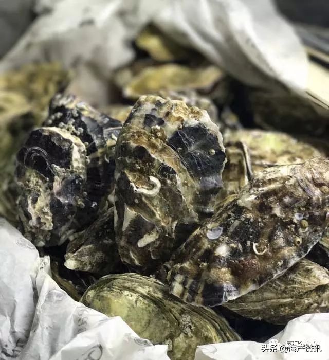 世界公认十大海鲜,全球顶级海鲜食材大赏