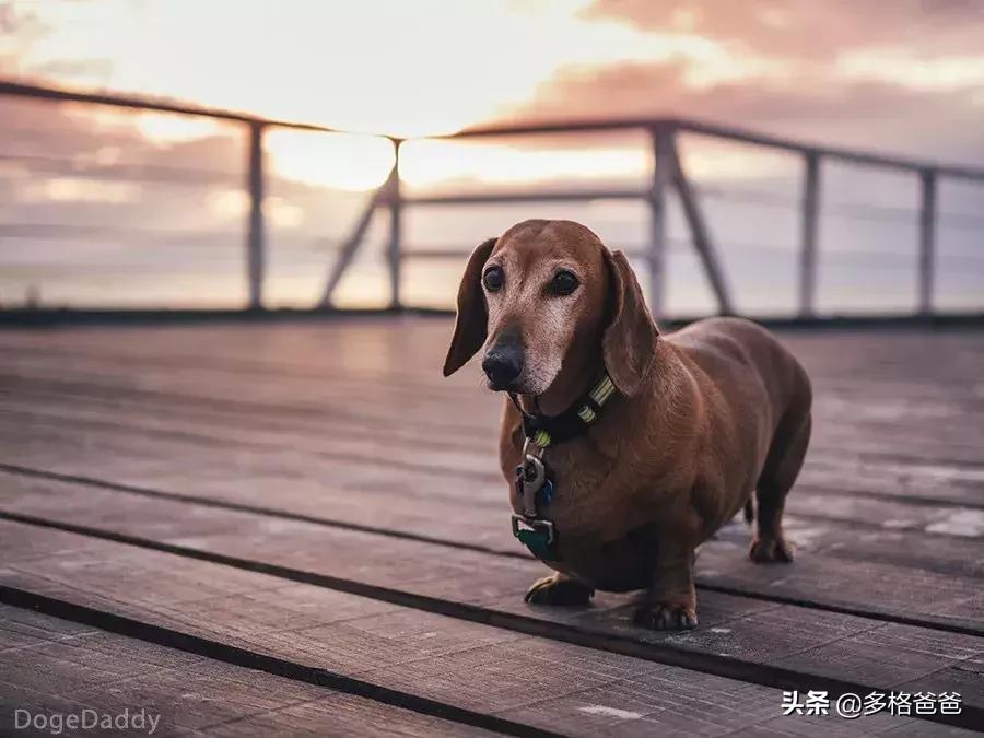 怎么纠正狗狗爆冲咬人,狗狗爆冲一定要用p链吗