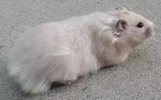 仓鼠的种类习性详细介绍,仓鼠有哪些亚种种类