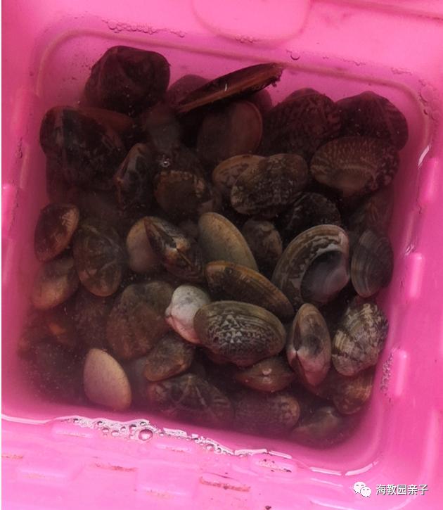 天津东疆港5月3日赶海最佳时间,天津东疆亲子赶海公园