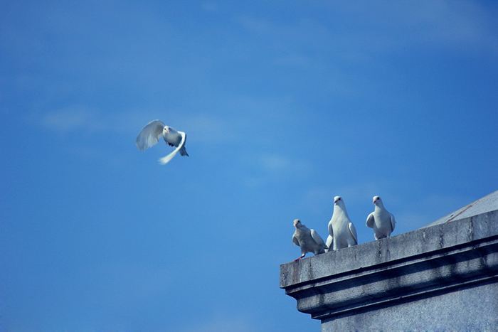 鸽子飞出去回来为啥会发抖,鸽子飞出去又回来怎么办