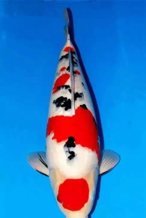 锦鲤如何喂食和喂量,锦鲤怎么喂食才能更肥